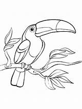 Toucan Coloring Pages Birds Printable Print sketch template