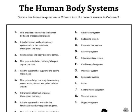 explore  human body    worksheets