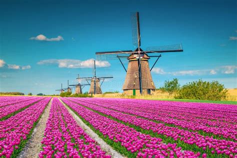 colorful pink tulip fields  traditional  windmills kinderdijk netherlands editorial
