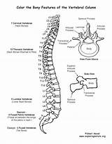 Column Vertebral Backbone Vertebrae Physiology sketch template
