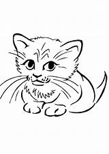 Colorat Pisici Kitten Desene Pisica Planse Imagini Fise Copii Kitty sketch template