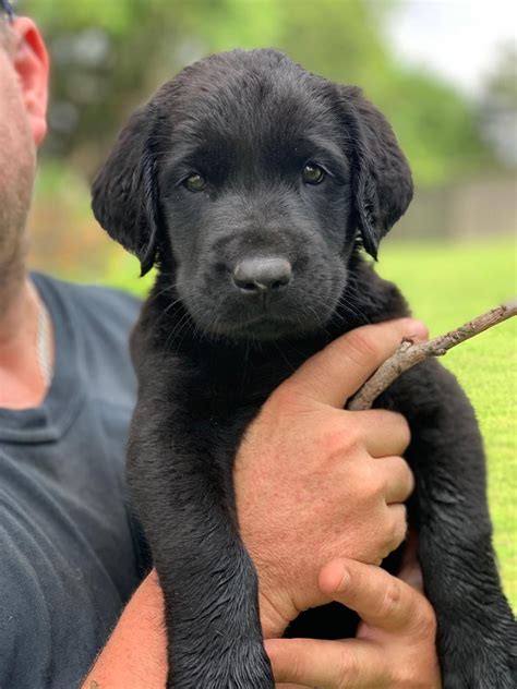 black lab puppy