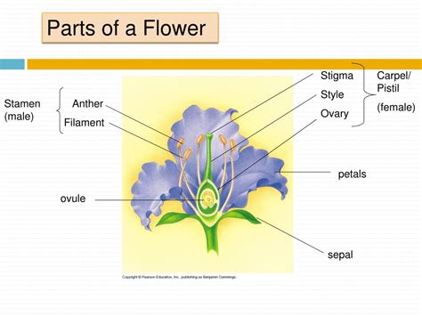 Ppt Flowers As Reproductive Structures Powerpoint Presentation Free