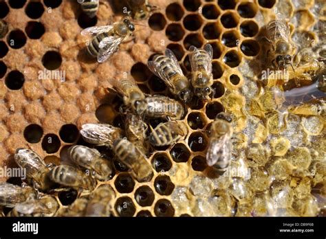 capped honeycomb honey bees  res stock photography  images alamy