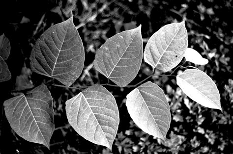 simple nature black white leaves black white photography
