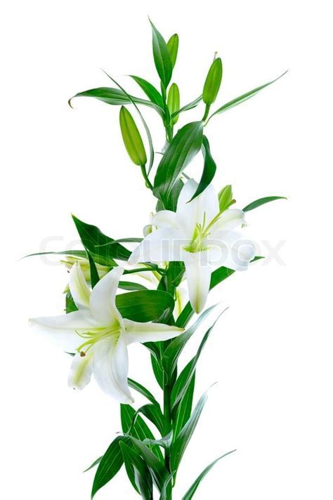 Beautiful white lily flowers isolated on white background  