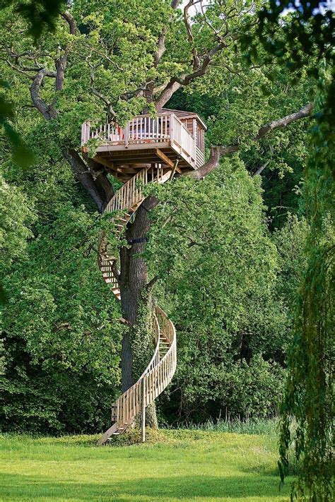 fancy living   tree      dream treehouses