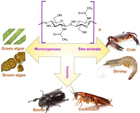 Chitin And Chitosan Production And Application Of Versatile Biomedical