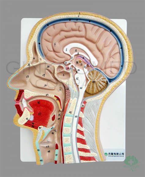 gm  sagittal section  head head neck nervous system  sense organs teaching models