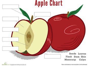 parts   apple worksheet educationcom apple unit study apple school apple chart