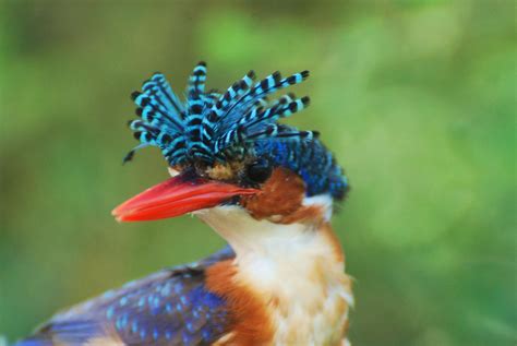 birds  beautiful crown myrokan