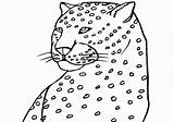 Cheetah Coloring Baby Printable Pages Jaguars Popular Cute Coloringhome Library Clipart sketch template
