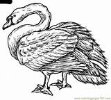 Coloring Swan Trumpeter Pages Printable Designlooter Cartoons sketch template