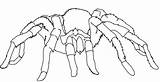 Spider Coloring Pages Tarantula Wolf Printable Cartoon Kids Halloween Print Book Cute Spiders Color Puppy Clipart Animals Pokemon Easy Giant sketch template
