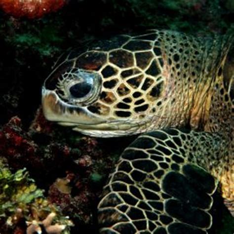 underwater photographer michael samales gallery   sea turtle