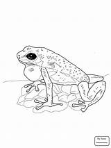 Dart Poison Frog Coloring Approved Getcolorings Printable Pages Getdrawings sketch template