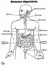 Corpo Sistema Digestorio Scienze Atividades Digestivo órgãos Coloringcity Escrita Ciências sketch template