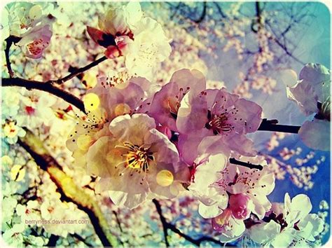 beautiful beauty blossom blossom tree blossoms blue image 37127