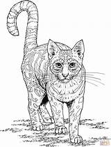 Coloring Ocelot Pages Stress Cat Anti Adult Printable Color Supercoloring Adults Ldshadowlady Template Minecraft Animal Designlooter Shorthair British раскраски Cats sketch template