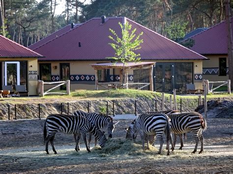 ourtravelpicscom travel  series hilvarenbeek photo  grevys zebras