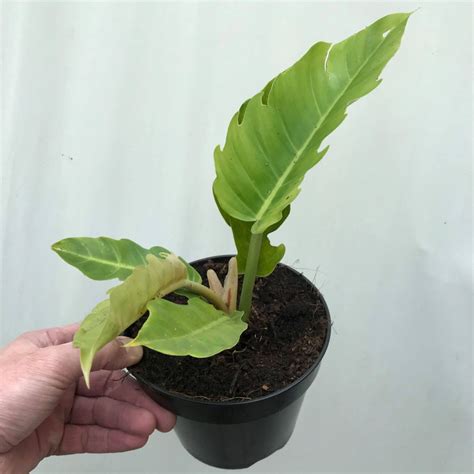philodendron green  special plants nelumbogarden