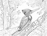 Coloring Adult Fancy Birds Book Printable Flights Club Post Previous Next sketch template