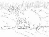 Prairie Dog Realistic Coloring Pages Drawing Supercoloring Printable Getdrawings Categories sketch template