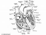Anatomy Heart Coloring Pages Sketch Printable Kids Adults sketch template