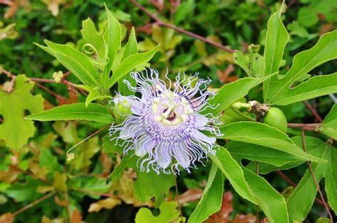 Native Florida Wildflowers Purple Passionvine