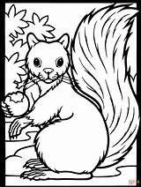 Squirrel Acorn Coloring Pages Color Online Dessin Kids Ecureuil Squirrels Thanksgiving sketch template