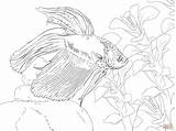 Coloring Pages Fish Betta Fighting Siamese Beta Color Drawing Main Tropical Printable Skip Wallpapers sketch template