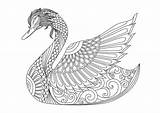 Coloring Pages Swan Adult Decoration Swans Zentangle Effect Tattoo Shirt Drawing Logo Colouring Clipart Getcolorings Sydney Getdrawings Printable Istock Template sketch template
