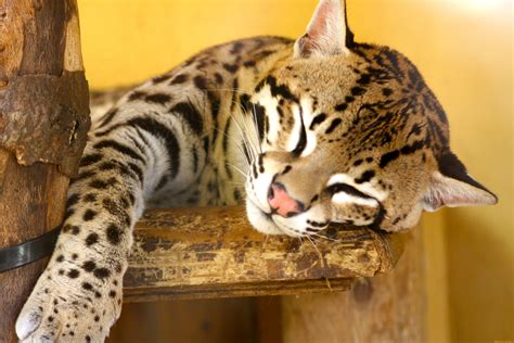 snoozing ocelot ocelot big animals animals  pets background images wallpapers hd