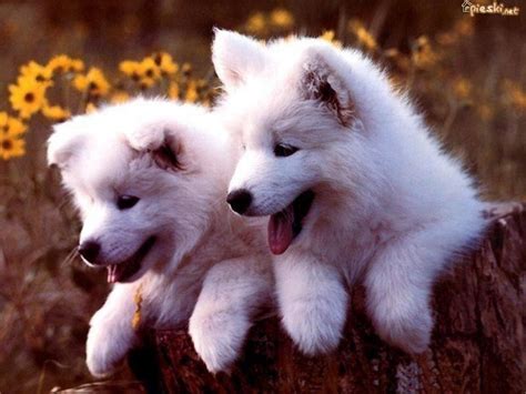pies dwa małe białe samojedy