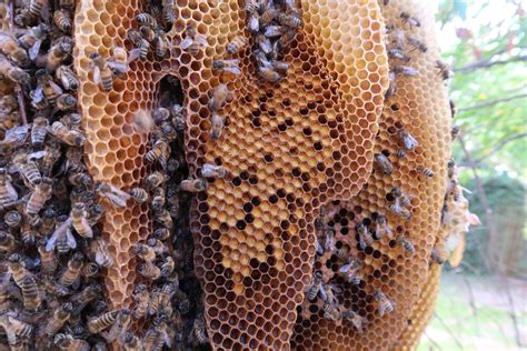 Natural Bee Hive Removal In Narrabundah General