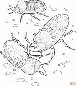 Beetles Coloring Beetle Rhinoceros Pages Color Scarab Printable Bugs Coloringbay sketch template