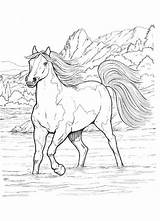 Cavalli Colorare Cavallo Disegno Stampa Scritte Puliti sketch template