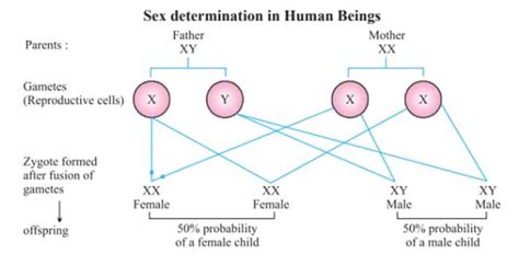 Heredity And Evolution Part Ii Sex Determination Class 10 Science Notes