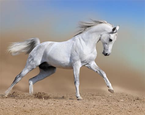 caballos blanco bonitos imagui