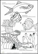 Coloring Pages Marine Ocean Life Preschool Animals Getcolorings Printable sketch template