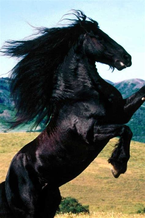 black stallion ah horse haven pinterest