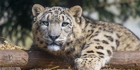 Buddhist Monks And Snow Leopards Become Surprising Allies Huffpost Uk