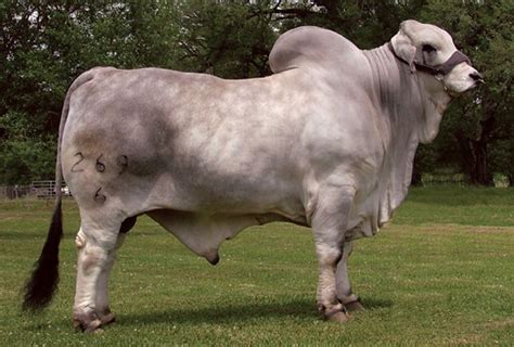 high school mascot brahma bull cowboy  pinterest cattle   animal