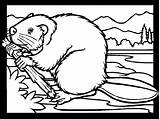 Beaver Coloring Pages Animal Beavers Realistic Color Animals Printable Print Animated Sheet Bever Kleurplaat Back Coloringpages1001 Sheets sketch template