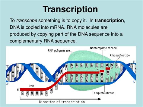 transcription  translation powerpoint    id