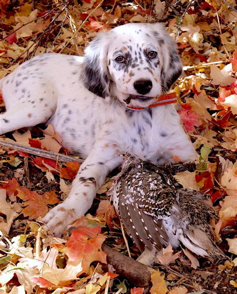 precocious english setter puppy hunts ron spomer outdoors