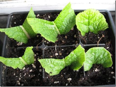 growing plants  leaf cuttings