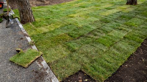 sod care ontario simply great blogsphere pictures gallery