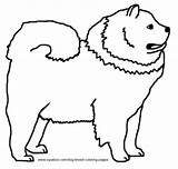 Coloring Dog Pages Chow Breed sketch template