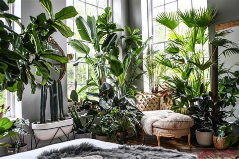 beautiful indoor plants design   interior home plant design  xxx hot girl